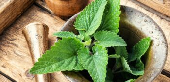 Las propiedades de la melisa en el sueño: Mejora tu sistema nervioso