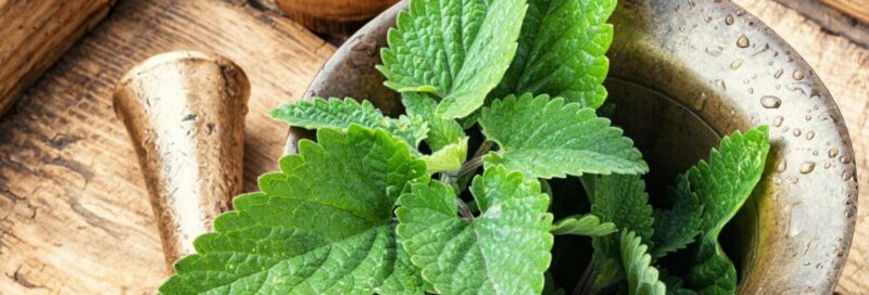 Las propiedades de la melisa en el sueño: Mejora tu sistema nervioso